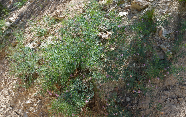 Vicia americana, American Deervetch